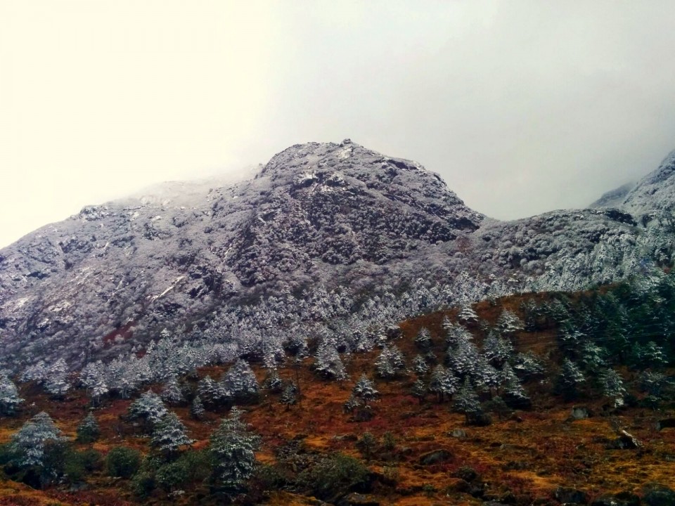 On the road to Tawang, pines wearing a coat of hoarfrost