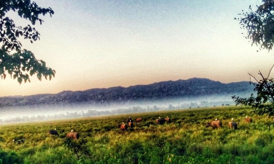 Safari in Kaziranga, buffaloes in the morning mist