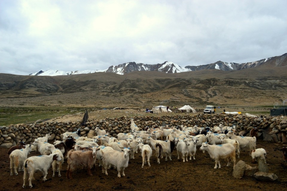 Visiting Tribal Nomads