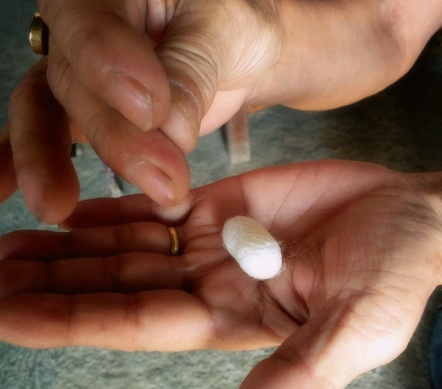 A cocoon yields about one gram of silk