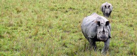 Kaziranga Safari in 1 Day